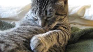 Feline Observational Video I  Cat SelfGrooming