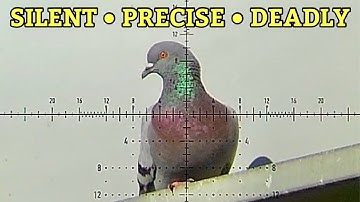 FX Leopard .22 Pigeon Hunt - Silent, Precise Invasive Pigeon Control (Element Optics - Impulse Air )