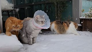 Curiosity Got the Cat's Paws Wet on a Snowy Day! (ENG SUB)