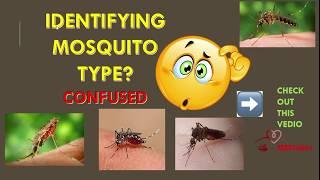 EASY method of Identifying MOSQUITO species types ,life cycle💫, their features||NEETPG||MEDtuber