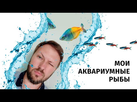 Аквариумные рыбы, которых я содержал