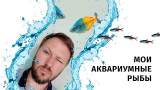 Аквариумные рыбы, которых я содержал