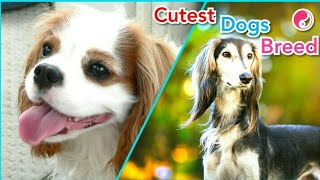 Cutest Dogs Breeds in the World | Breeds information | Beautiful dog Breeds - (ELVILITE) by ELVILITE 416 views 5 years ago 6 minutes, 15 seconds