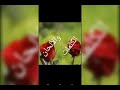 أشرف يوسف ضد التحرش mp3