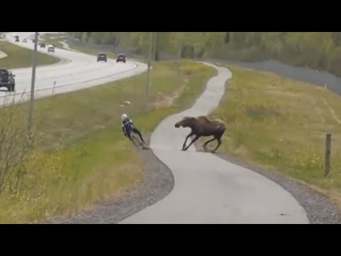 Редкие Кадры! БЕЗУМНЫЕ Случаи с Животными, Снятые на Камеру