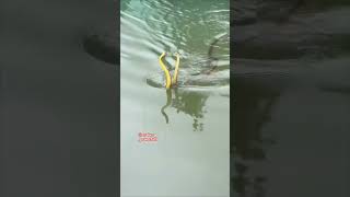 #snake #kingcobra #kingsnake #trendingvideo #viralvideo