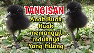 Suara anak Ruak Ruak pemanggil induknya