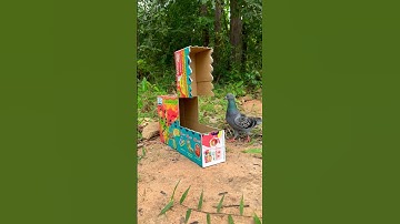 quick pigeon bird trap using cardboard box #shorts