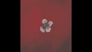 Ayush Gauchan - Maya (Acoustic)