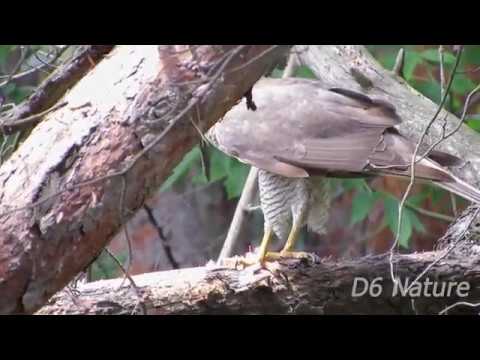 птицы америки Accipiter nisus, Eurasian sparrowhawk (UK) Яструб малий (UA) Ястреб-перепелятник (RU)