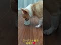 ♥ヨーグルト瓶をキレイに洗ってくれるスムチーのムギちゃん♥