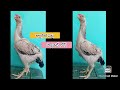 Parrot Beak Long Tail Hens | 9182424403 | Video 2259 | Rythu Market 2