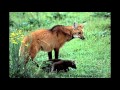 Lobo-guará sob o enfoque da área de Ecologia da Paisagem