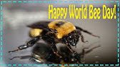 World Bee Day 21 Youtube World Bee Day 21 Youtube