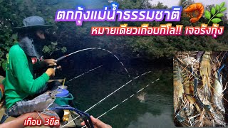 ตกกุ้งแม่น้ำธรรมชาติ🦐🌿 โดนไอ้ก้ามยักษ์เกือบ 3ขีด!! หมายเดียวเกือบกิโล ยกกันมันส์💥