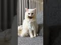 かっこよく編集されたオマヌケさん #cat #猫