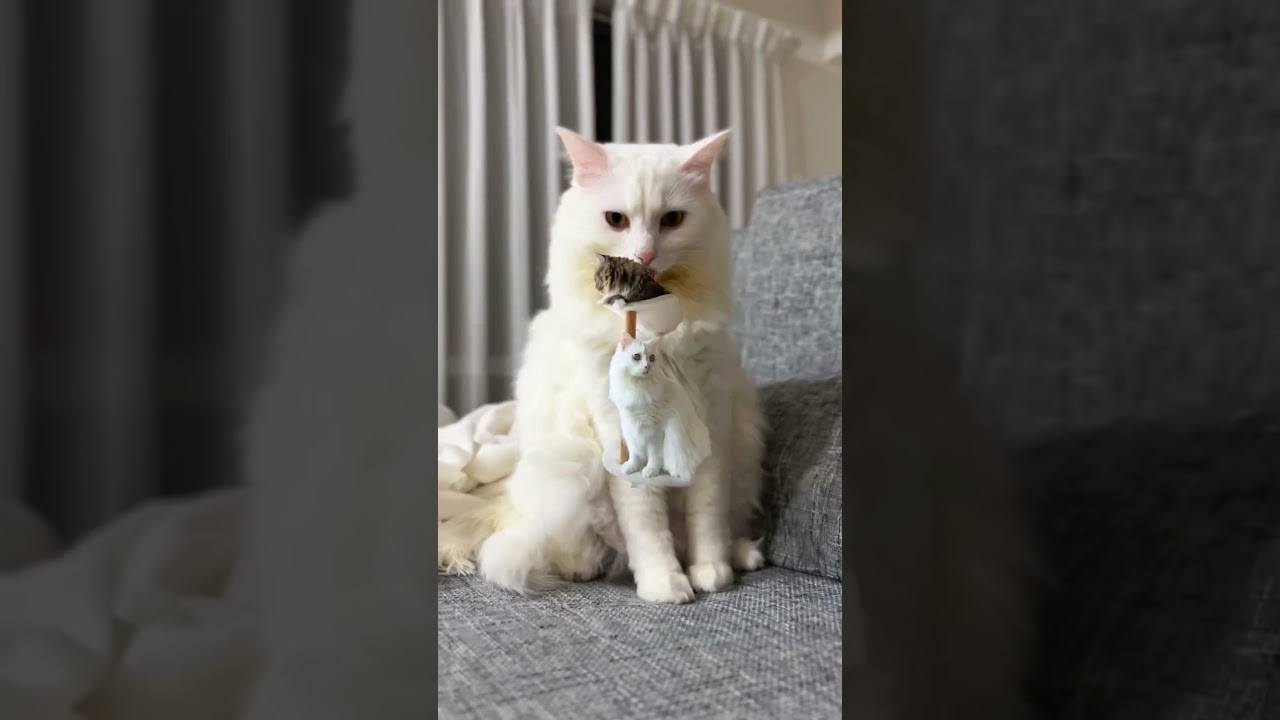かっこよく編集されたオマヌケさん #cat #猫
