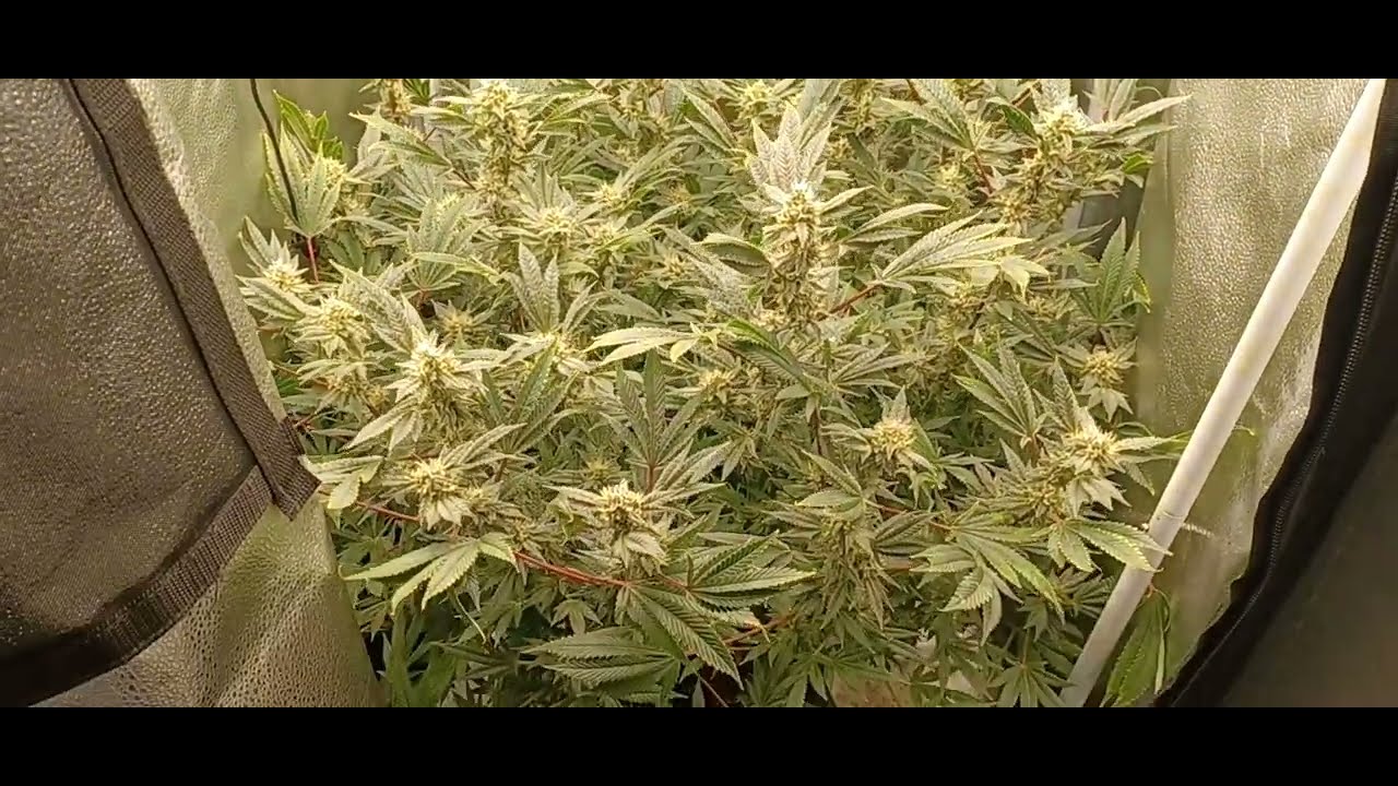 Week 16 Spider Farmer G3000 medical marijuana grow.  Gorilla Cookies Pure Instinto Seeds
