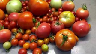 Harvesting Homegrown Vine-Ripened Heirloom Tomatoes off the Vines