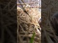 Cat Camera POV Live | Outdoor Cat Walk and Exploration