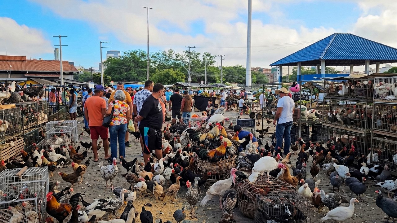 FEIRA DE GALINHAS DE CARUARU PE, SÁBADO, (07/03/26) #nordeste