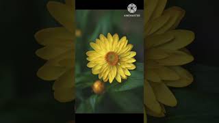 সর্বশ্রেষ্ঠ শিক্ষক ( The Best Teacher) Bengali Poem@BonaanchalBangla