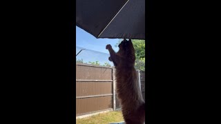 Maine Coon Mania:  Marley fails!