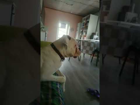 वीडियो: जूते पर कुत्ते क्यों चबाते हैं?
