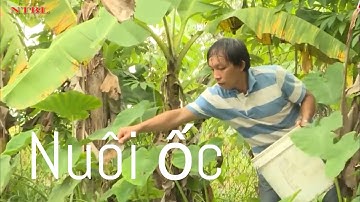 NUÔI ỐC BƯƠU ĐEN BẰNG THỨC ĂN CÔNG NGHIỆP