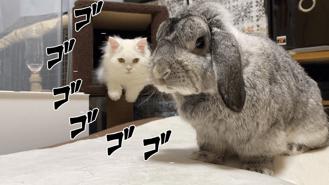 キャットタワーの守護神 うさぎに猫パンチを炸裂させるねこ Youtube