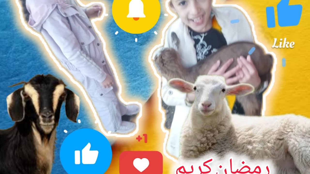 أمينةمروى