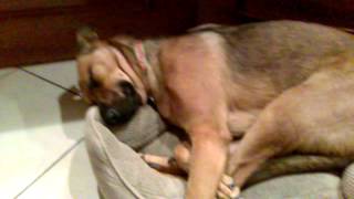Lucy sleeps soundly
