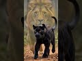 The Top 3 Most Powerful Animals