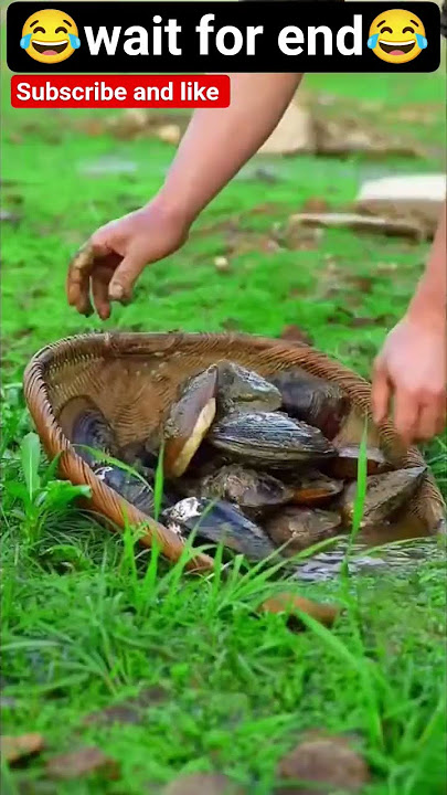 Organic countryside food | Fish cooking in the river #countrylife #fishing #outdoorcooking #organic