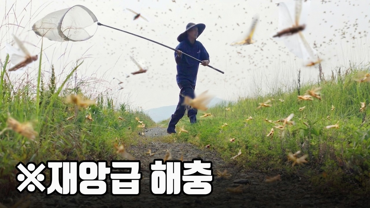 ※정말 충격적인 상황입니다! 괴물메뚜기떼 대발생! 우리나라에서도 이런 일이 생기네요..