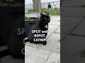 Propagating Catnip for Lucky the Cat- Easy Potting Tip #tips101 #catnip #videoviral #catshorts #cat