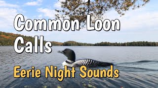 OFFICIAL VIDEO) LOON CALLS AT NIGHT / COMMON LOON VOICES 