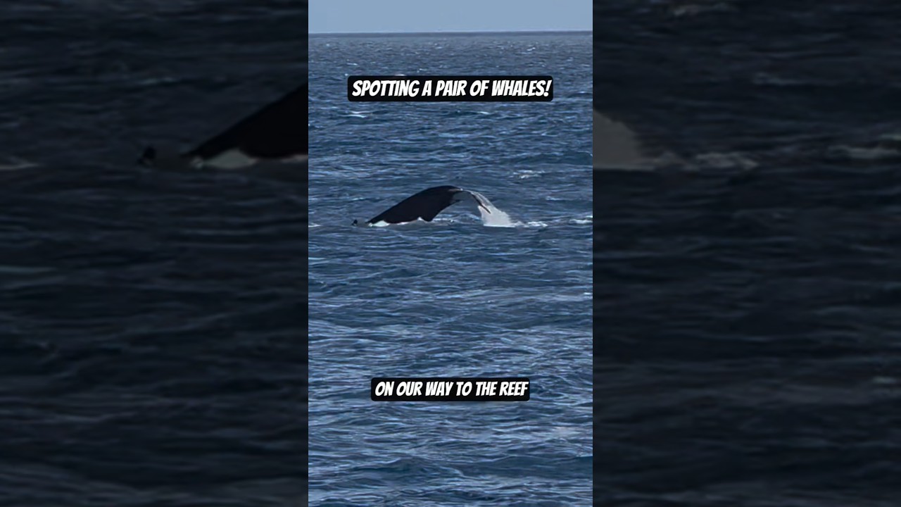Special Moment #whale #cruise #wildlife #magic