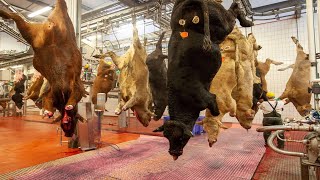 Incredible latest cow raising method for slaughterhouse. Amazing cow milking harvest farm technology