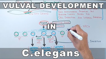 Vulval Development in C.elegans
