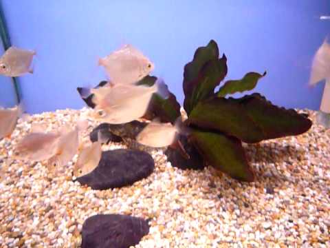 knowledge base Silver Dollar @ Sweet Knowle Aquatics