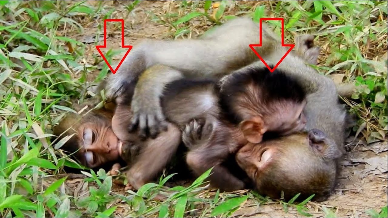first foundry Pity Newborn Timo Try To Move From Jessie& Sweetie Why They Doing Like This On Baby Timo