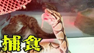 【閲覧注意】ヘビの捕食シーン！ハンターに変わる瞬間！