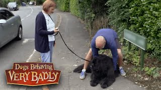 Meet Monty, The Newfoundland Obsessed with Lemon Drizzle | Dogs Behaving Very Badly