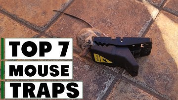 7 Best Mouse Traps for Effective Rodent Control