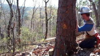 Hazard Tree Falling - Mtn. Trail - 4 2 11