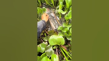 thăm lờ cá lóc đồng tự nhiên p7 #locacaitien #fishing #bắtcálóc