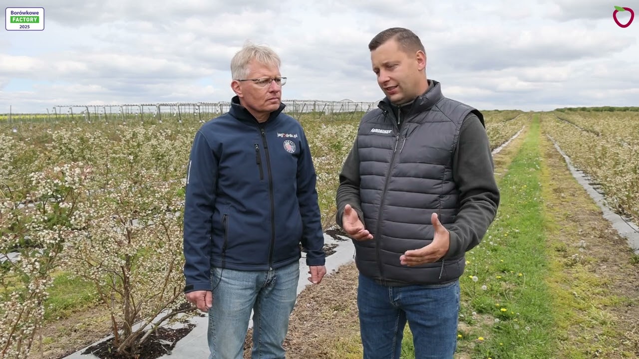 Jak radzić sobie z niskimi temperaturami w uprawie borówki
