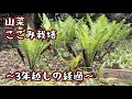 こごみ畑の3年後、どーなった?