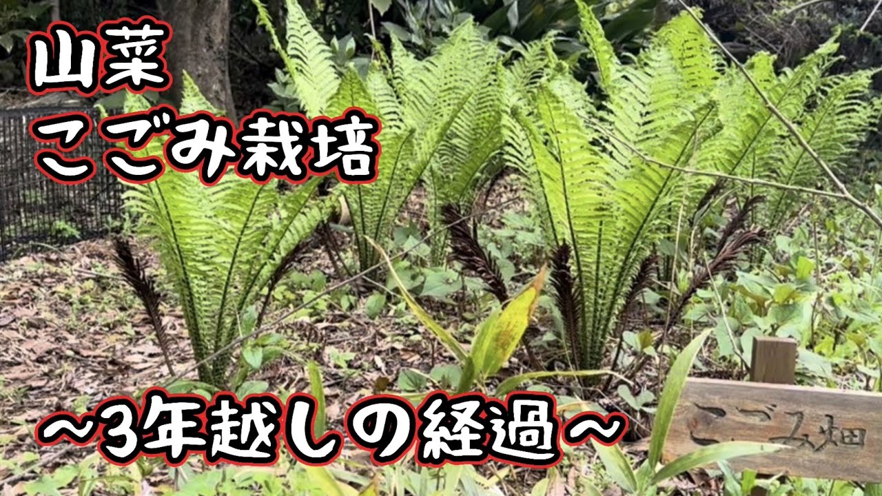 こごみ畑の3年後、どーなった?